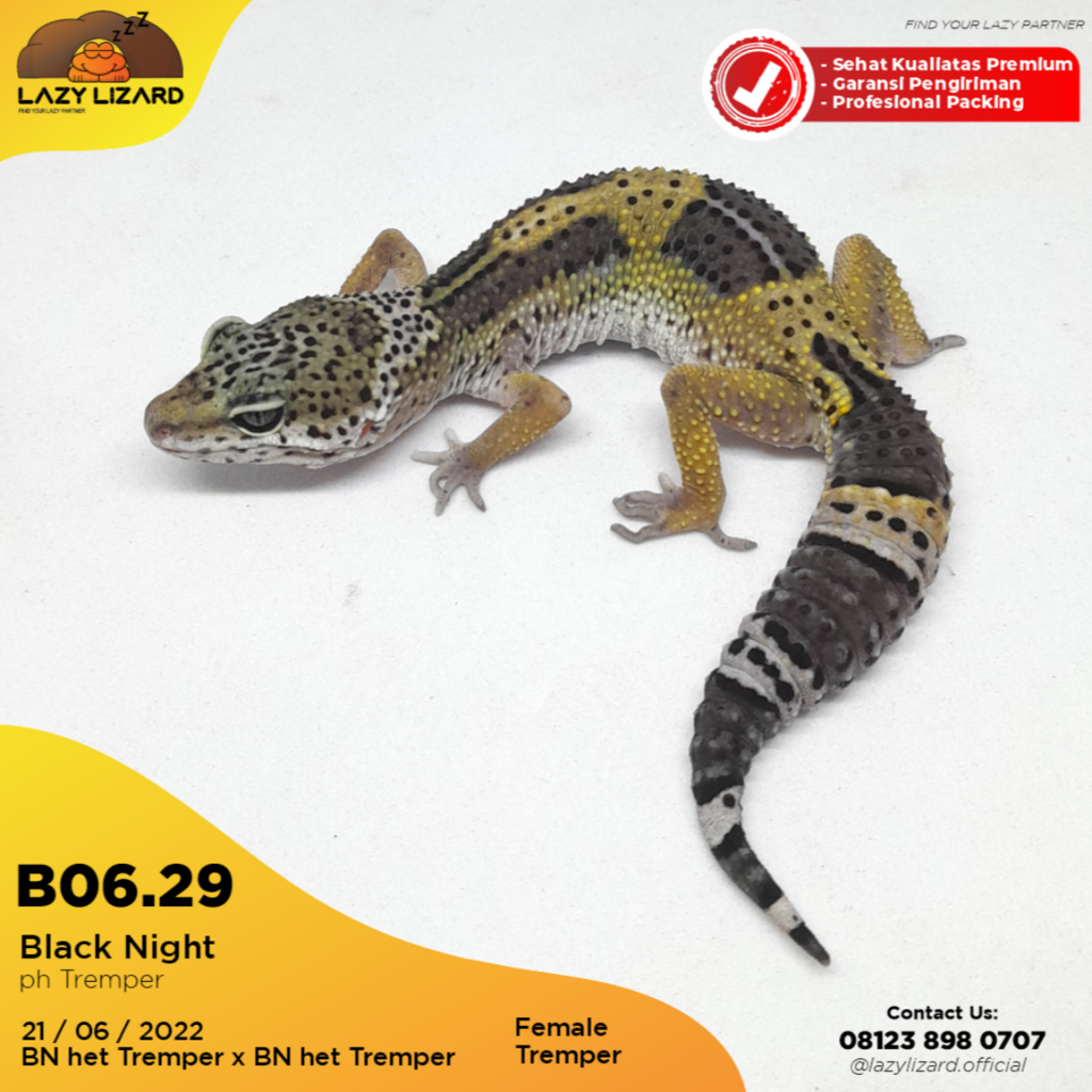 Black Night Leopard Gecko, Cetak Solid B06.29